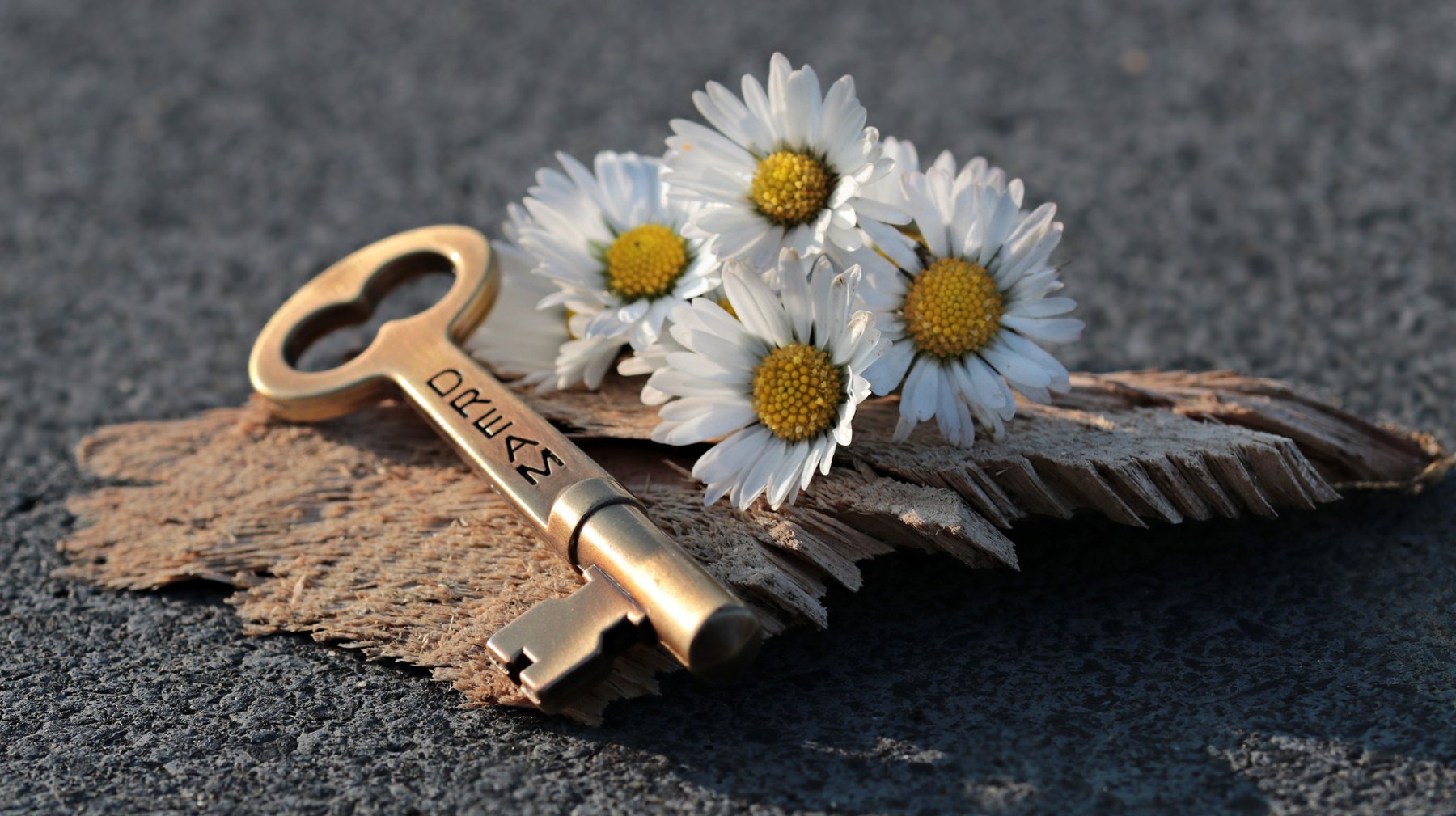 Daisy, Key and Wood